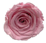 Infinity Roses Luxury Square Box - Rose Head Ø 7cm