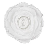 Infinity Roses Luxury Square Box - Rose Head Ø 7cm