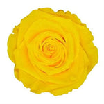 Infinity Yellow Roses Box - Rose Head Ø 5cm