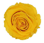 Infinity Yellow Roses Box - Rose Head Ø 5cm
