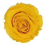 Infinity Yellow Roses Box - Rose Head Ø 5cm