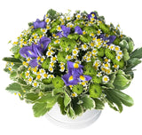 Iris and Daisy Tanacetum Flower Box - Flowers Box London