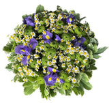 Iris with Daisy Tanacetum and Chrysanthemum Bouquet - Flowers Box London