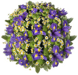 Iris with Daisy Tanacetum and Chrysanthemum Bouquet - Flowers Box London