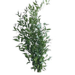 Italian Ruscus - Nature’s Perfect Greenery for Stylish Floral Designs - Flowers Box London