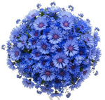 Just Blue Bouquet - Flowers Box London