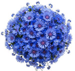 Just Blue Bouquet