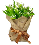 Jute Wrapped Lily of Valley with Roots