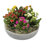Kalanchoe in Ceramic Bowl - Flowers Box London