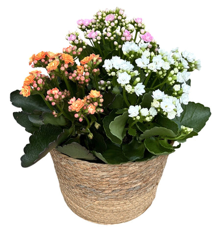 Kalanchoe Plant Arrangement in Round Basket