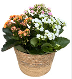 Kalanchoe Plant Arrangement in Round Basket