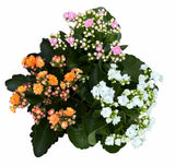 Kalanchoe Plant Arrangement in Round Basket