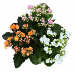 Kalanchoe Plant Arrangement in Round Basket - Flowers Box London
