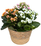 Kalanchoe Plant Arrangement in Round Basket - Flowers Box London