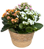 Kalanchoe Plant Arrangement in Round Basket - Flowers Box London