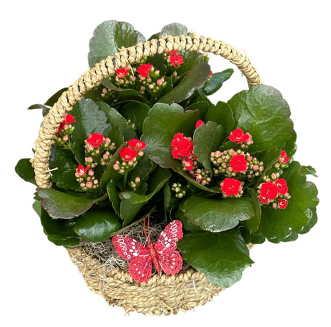 Kalanchoe Plants in Round Basket with Handle