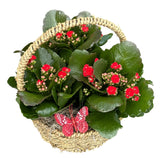 Kalanchoe Plants in Round Basket with Handle - Flowers Box London