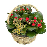 Kalanchoe Plants in Round Basket with Handle - Flowers Box London