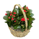 Kalanchoe Plants in Round Basket with Handle - Flowers Box London