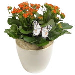 Kalandiva in Ceramic Pot