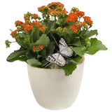 Kalandiva in Ceramic Pot - Flowers Box London