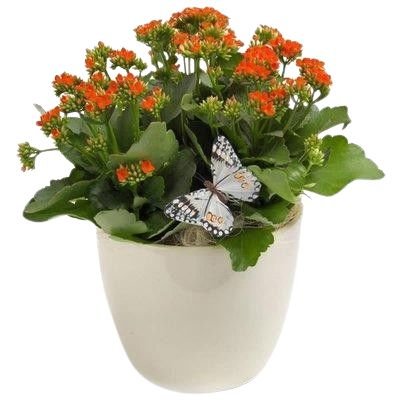 Kalandiva in Ceramic Pot - Flowers Box London
