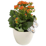 Kalandiva in Ceramic Pot