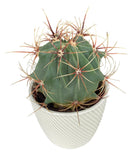 Large Assorted Cactus in Ceramic Pot - Flowers Box London