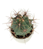 Large Assorted Cactus in Ceramic Pot - Flowers Box London