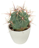 Large Assorted Cactus in Ceramic Pot - Flowers Box London