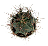 Large Assorted Cactus in Ceramic Pot - Flowers Box London