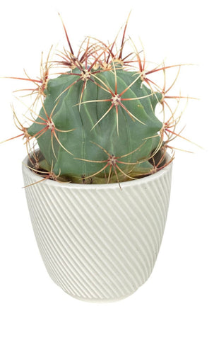 Large Assorted Cactus in Ceramic Pot - Flowers Box London