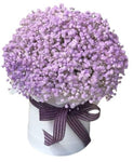 Lavender Gypsophila Box