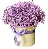 Lavender Gypsophila Box