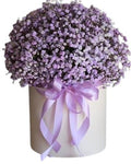 Lavender Gypsophila Box
