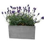 Lavender in Rectangle Cement Pot - Flowers Box London