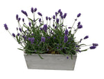 Lavender in Rectangle Cement Pot - Flowers Box London