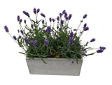 Lavender in Rectangle Cement Pot - Flowers Box London