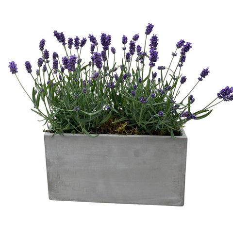 Lavender in Rectangle Cement Pot