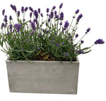 Lavender in Rectangle Cement Pot - Flowers Box London