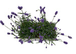 Lavender in Rectangle Cement Pot - Flowers Box London