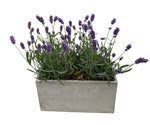 Lavender in Rectangle Cement Pot - Flowers Box London