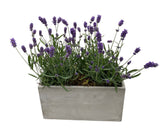 Lavender in Rectangle Cement Pot - Flowers Box London
