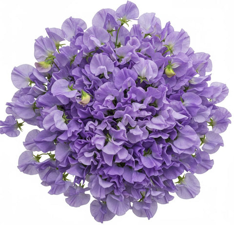 Lavender Sweet Pea Bouquet