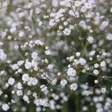 Leaf Lauren Crown with GREEN RIBBON + white berry hypericum + some gypsophila - Flowers Box London