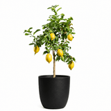Lemon Tree Citrus Plant - Flowers Box London