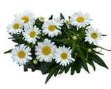 Leucanthemum Vulgare in Elliptic Ceramic Pot - Flowers Box London