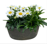 Leucanthemum Vulgare in Elliptic Ceramic Pot - Flowers Box London