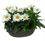 Leucanthemum Vulgare in Elliptic Ceramic Pot - Flowers Box London