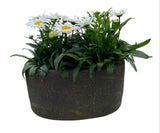 Leucanthemum Vulgare in Elliptic Ceramic Pot - Flowers Box London